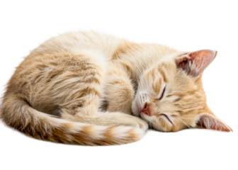 Adorable ginger tabby kitten sleeping curled up peacefully, perfect for pet care websites, animal adoption agencies, and cozy home decor visuals.
