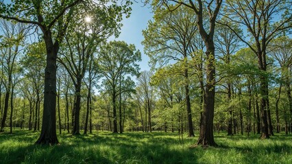 Fototapeta premium A forest scene with tall trees and green foliage under a bright blue sky.