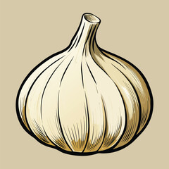 vector illustration of garlic