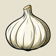 vector illustration of garlic