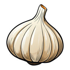 vector illustration of garlic