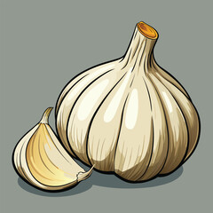 vector illustration of garlic