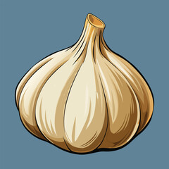 vector illustration of garlic