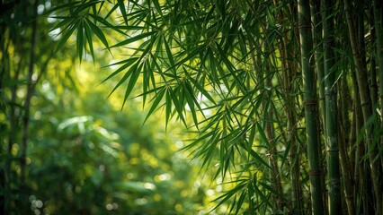 Fototapeta premium Bamboo forest with green stalks and leaves in a natural setting. Jungle and plant environment. The concept of nature and flora.