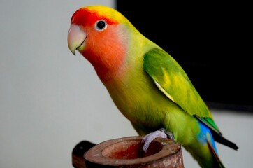 small parrot / lovebird