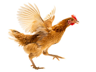 Fototapeta premium Brown hen flapping wings midstride, showcasing feathers and agility, perfect for farm and poultry related projects