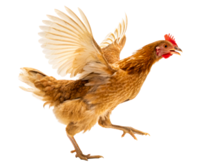 Brown hen flapping wings midstride, showcasing feathers and agility, perfect for farm and poultry related projects