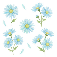 Blue daisies set with stems and loose petals. Delicate summer flowers with vibrant yellow centers.