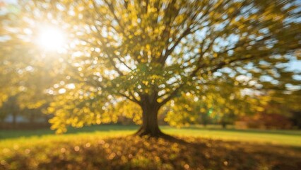 Fototapeta premium A mature tree in the park with sunlight shining through the leaves during autumn. Nature and season, outdoor scenery. The concept of fall foliage and natural beauty.