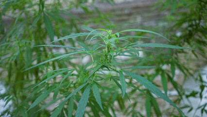 Hemp plant with serrated leaves leaning slightly and forming tiny bud clusters in front of a building; quiet natural serenity.