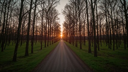 Sunset or sunrise scene in a forest with a straight road, viewed through leafless trees with the sun at the horizon.