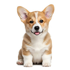 Cute Pembroke Welsh Corgi Puppy Smiling with Tongue Out - Front View Isolated on White