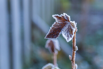 Leaf covered with crystals of frost on a blurred background
