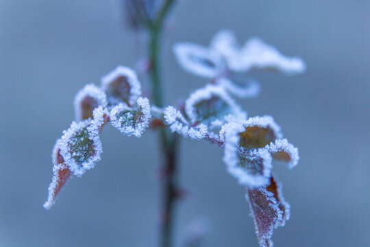 Leaves of a rose covered with ice crystals on a blurred background
 - Powered by Adobe