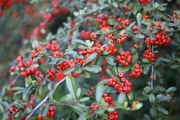 Obraz premium red berries in the garden