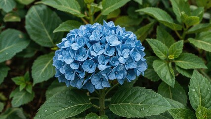 Obraz premium Blue hydrangea flower surrounded by green leaves.