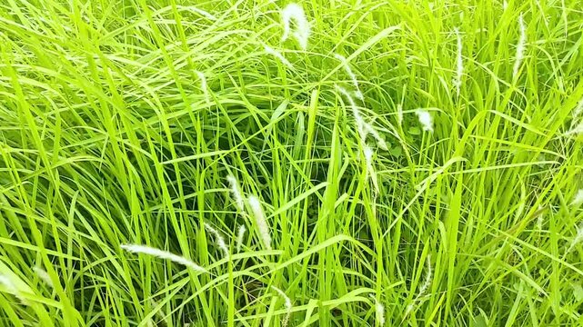 oft Blowing Wind in Lush Green Grass Field with White Seed Heads, with Waving Stalk. Nature Background Outdoors Concept