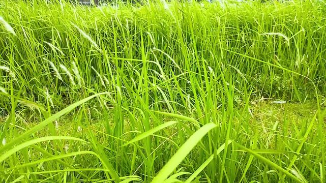 oft Blowing Wind in Lush Green Grass Field with White Seed Heads, with Waving Stalk. Nature Background Outdoors Concept