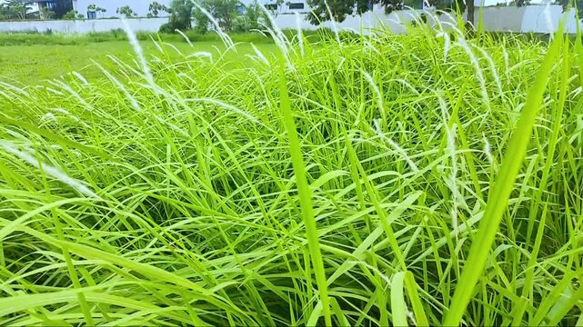 oft Blowing Wind in Lush Green Grass Field with White Seed Heads, with Waving Stalk. Nature Background Outdoors Concept