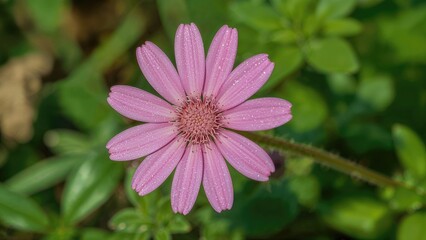 Obraz premium Pink flower with elongated petals surrounded by green foliage.