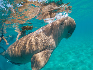 Sea cow or dugong seen during snorkeling in Marsa Mubarak, Egypt. Young woman and more people swimming near behind the animal