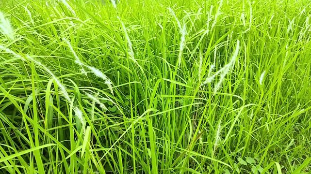 oft Blowing Wind in Lush Green Grass Field with White Seed Heads, with Waving Stalk. Nature Background Outdoors Concept