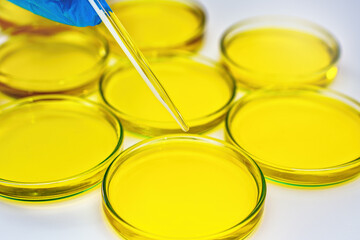 Researcher hand in blue protective glove holding pipette over petri dish with yellow liquid, chemical lab analysis
