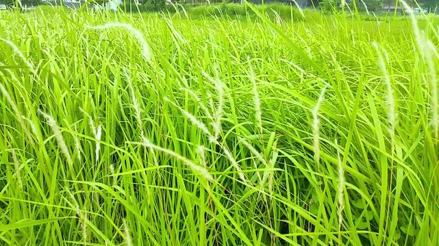 oft Blowing Wind in Lush Green Grass Field with White Seed Heads, with Waving Stalk. Nature Background Outdoors Concept