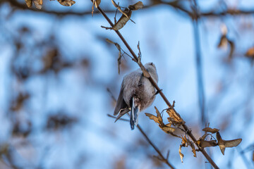 Long-tailed tit Aegithalos caudatus seen from behind on a branch with maple samaras. Blue sky background and shallow depth of field.