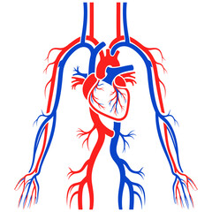 Human Blood Vessel System Vector Anatomy