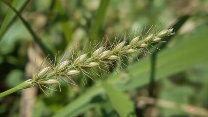Naklejka premium Close-up of a wheat ear in the field with green leaves in the background. Agriculture and crop growth, concept. Nature and plant life. The focus on grain development.