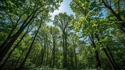 Obraz premium Lush green forest with tall trees and dense canopy under a bright sky. Nature and woodland scenery. The forest environment and green foliage. The scene of a thriving forest ecosystem