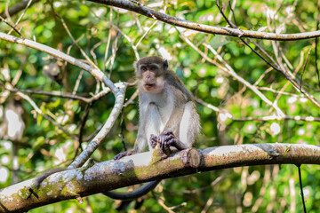 A macaque monkey on a branch with an expressive open-mouth pose in bright forest light
