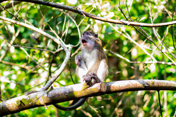 Wild macaque monkey sitting on a tree branch in a lush green forest, captured in natural daylight.