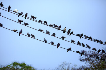 Large group of pigeons lined up on power lines with a soft blue sky in the background.