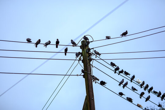 Flock of birds perched on electrical wires against a clear blue sky. - Powered by Adobe