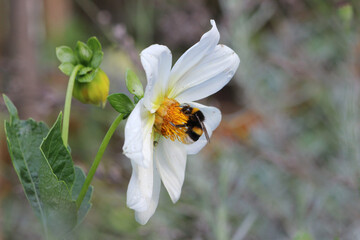 La belle et la b&ecirc;te