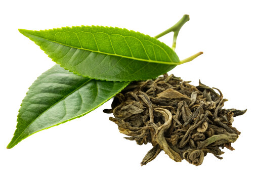 Fresh green tea leaves and dried tea leaves pile, perfect for beverages, healthy drinks and culinary ingredient promotion
