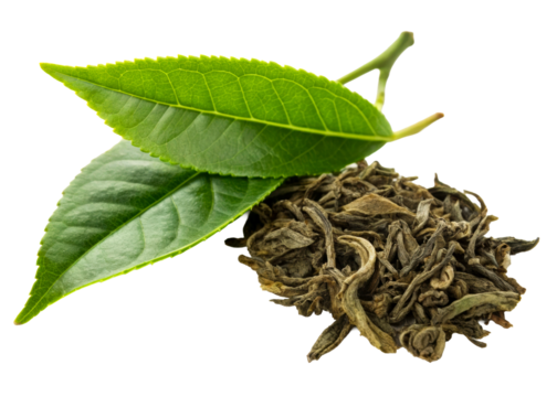Fresh green tea leaves and dried tea leaves pile, perfect for beverages, healthy drinks and culinary ingredient promotion