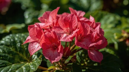 Bright pink hydrangea flowers with green leaves, vibrant and lush. Flower garden scene, botanical photo. Nature and plant beauty, floral display.