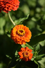 Orange zinnia flower with yellow inner blooming on bokeh zinnias background, selective focus, closeup,vertical.