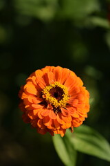 Orange zinnia flower with yellow inner blooming, zinnia on bokeh green garden background, selective focus, closeup,vertical with copy space above image.
