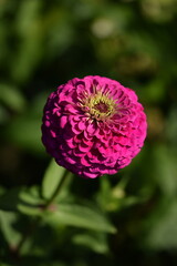 Vivid pink zinnia flower with yellow inner blooming on bokeh green garden background, selective focus, closeup, vertical.