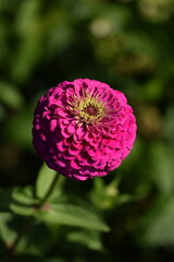 Vivid pink zinnia flower with yellow inner blooming on bokeh green garden background, selective focus, closeup, macro.
