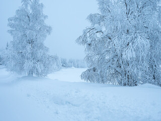 Snowy winter landscape, trees covered with frost. Lapland, Finland.
