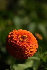 Orange zinnia flower with yellow inner blooming on bokeh green garden background, selective focus, closeup,vertical with copy space.