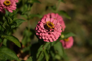 Pastel pink zinnia flowers with yellow inner blooming on bokeh green garden background, selective focus, closeup, horizontal, space for text.