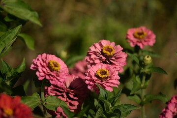 Pastel pink zinnia flowers with yellow inner blooming on bokeh green garden background, selective focus, closeup, horizontal, zinnias background.