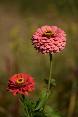 Pastel pink zinnia flower with yellow inner blooming on bokeh green garden background, selective focus, closeup, space for text.