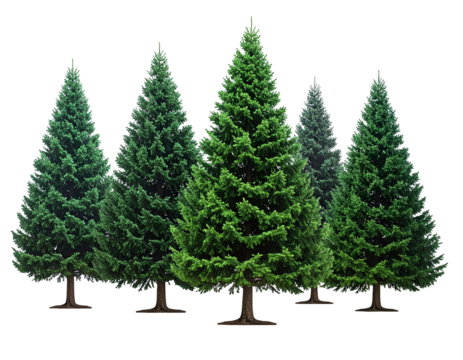 Pine trees in a forest clearing